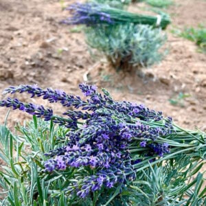 Lavender Kisses Farms