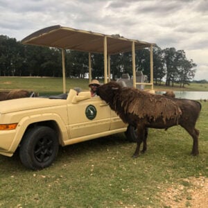 Southland Safari