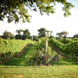 White Squirrel Winery